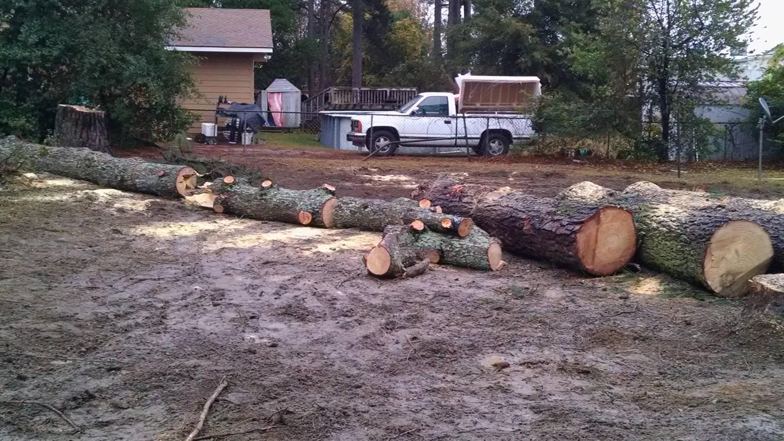 Cut pine logs lined up in a yard after a tree removal