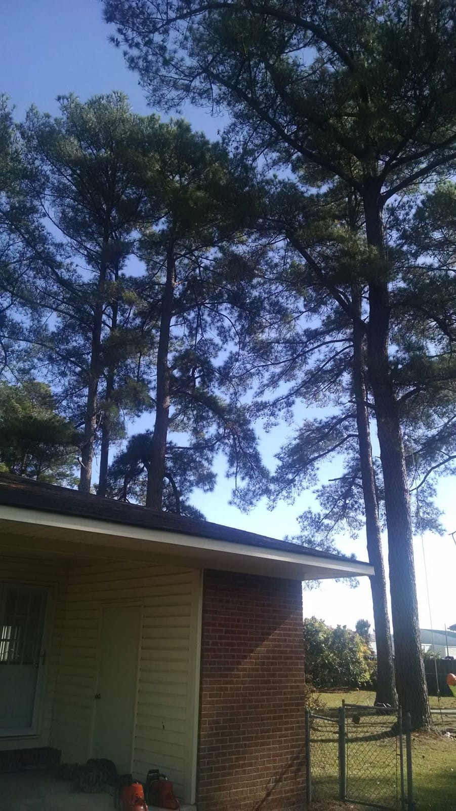 Tall pines leaning toward a carport before removal