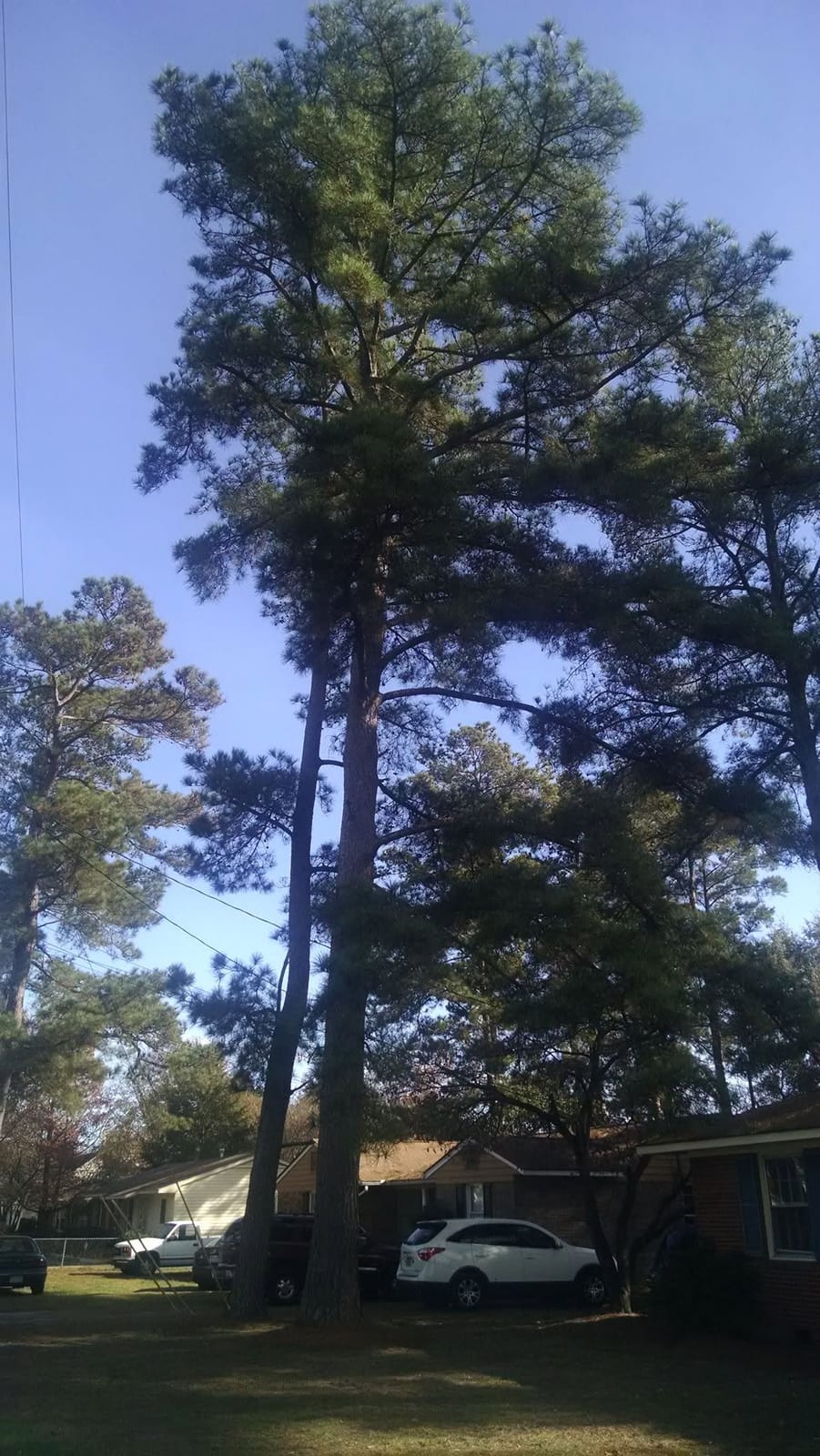 Tall pines over a front yard and parked cars